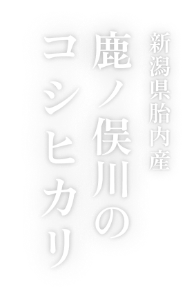 鹿ノ俣川のコシヒカリ